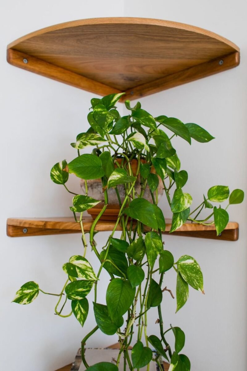A wooden corner shelf with a trailing plant using an unused corner